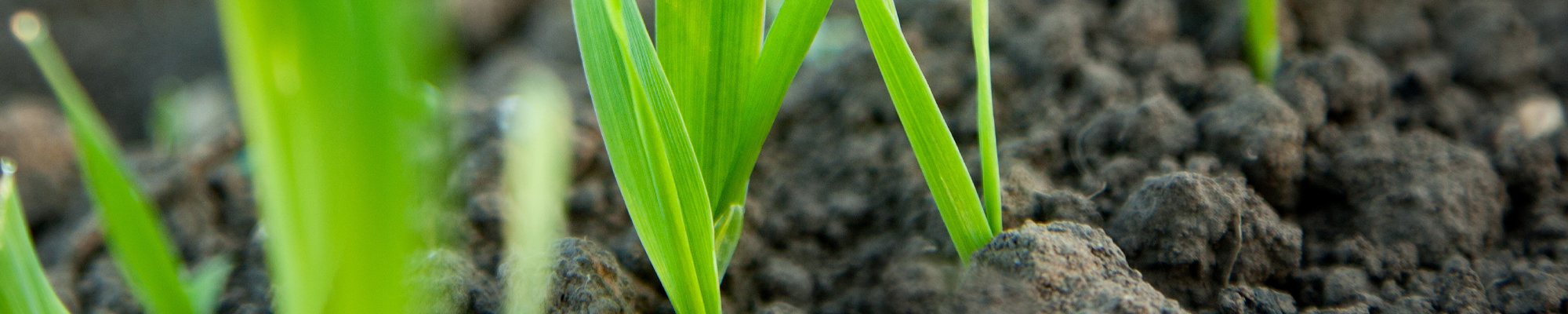 Wie lange braucht der Rasen, um zu wachsen? | AL-KO Gartenmagazin