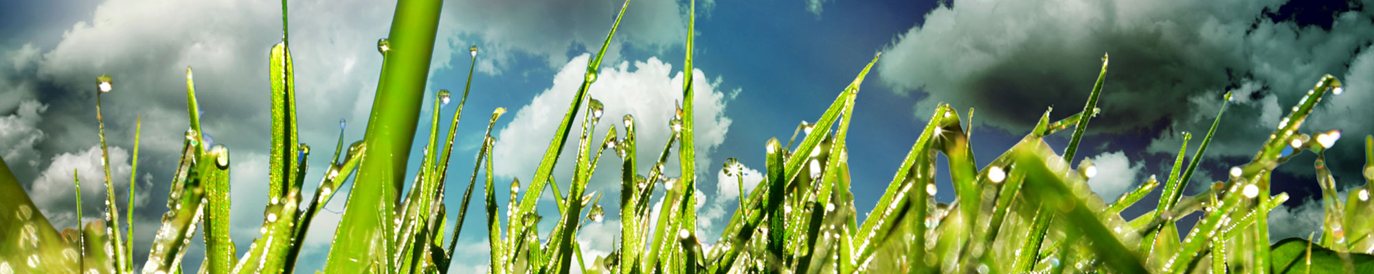 Starkregen und Gewitter im Garten &ndash; was tun? | AL-KO Gartenmagazin