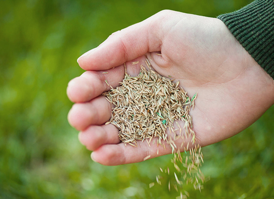 Rasen nachsäen im Herbst | Tipps von AL-KO Gardentech
